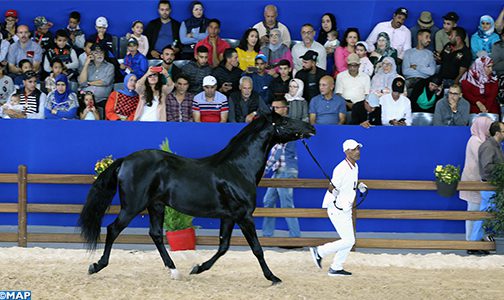 الحصان “الرفيع” يحرز لقب كأس الأبطال للخيول العربية البربرية