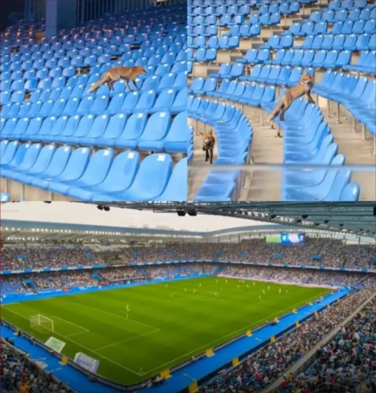 حادثة غريبة في ملاعب إسبانيا.. ثعالب تقتحم ملعب ديبورتيفو لاكورنيا