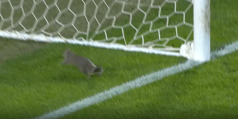 سنجاب يقتحم الملعب